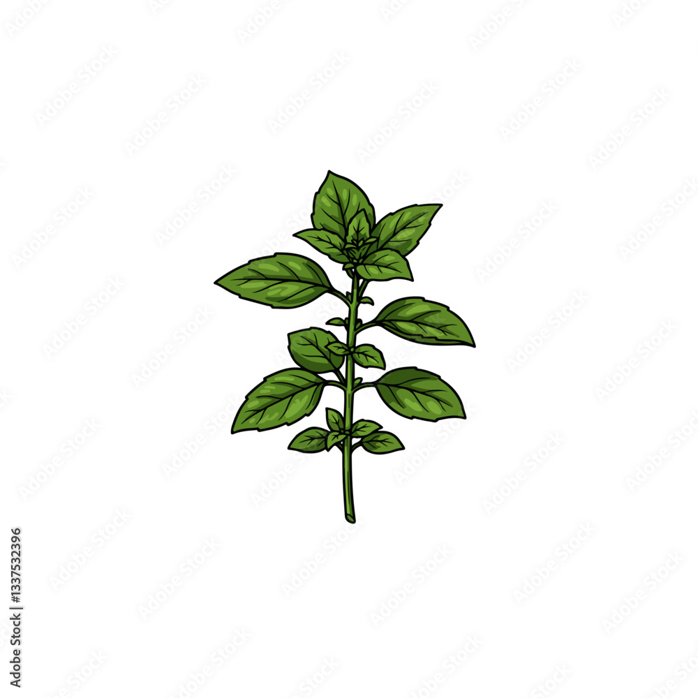 fresh basil leaves fresh basil leaves