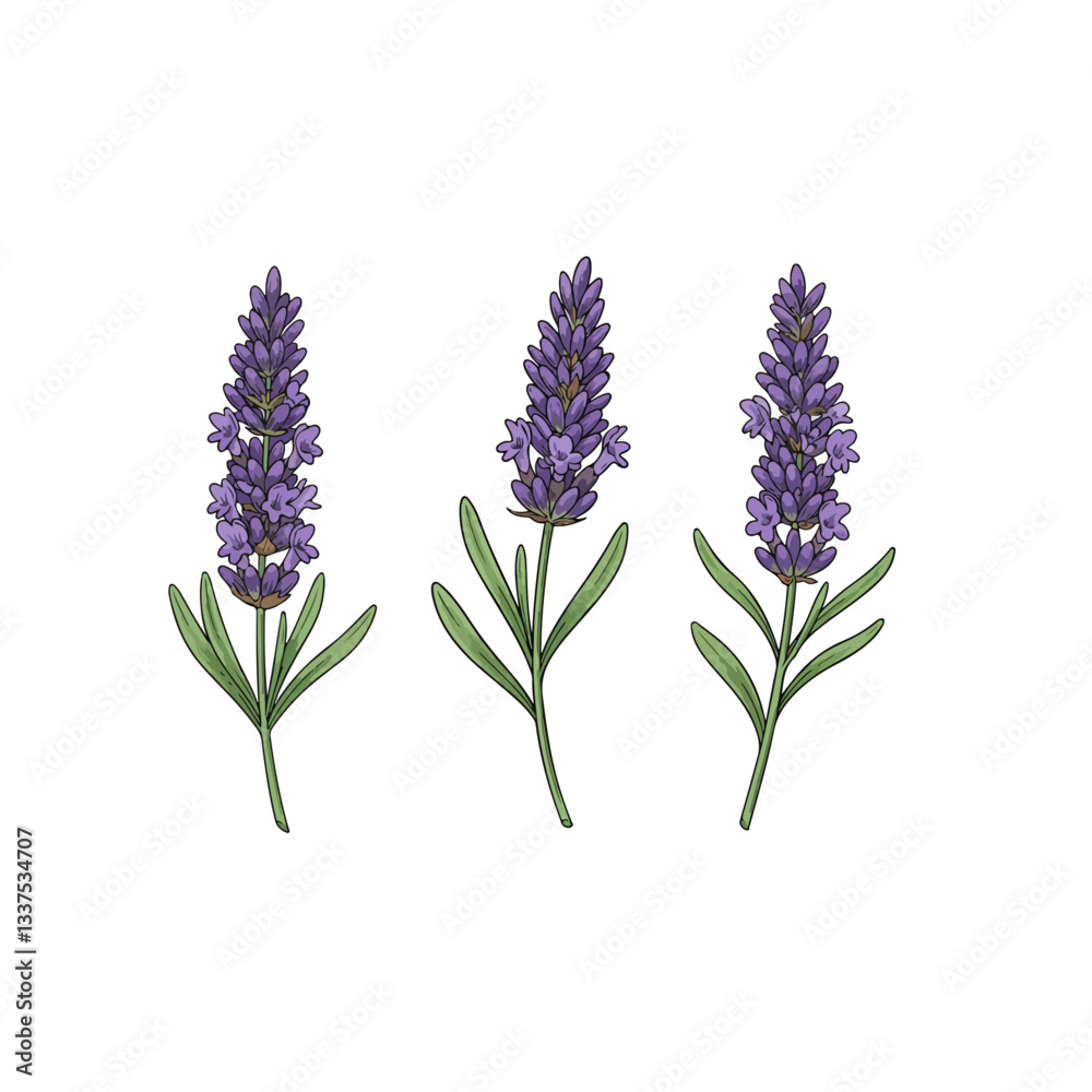 Obraz premium lavender isolated on white background