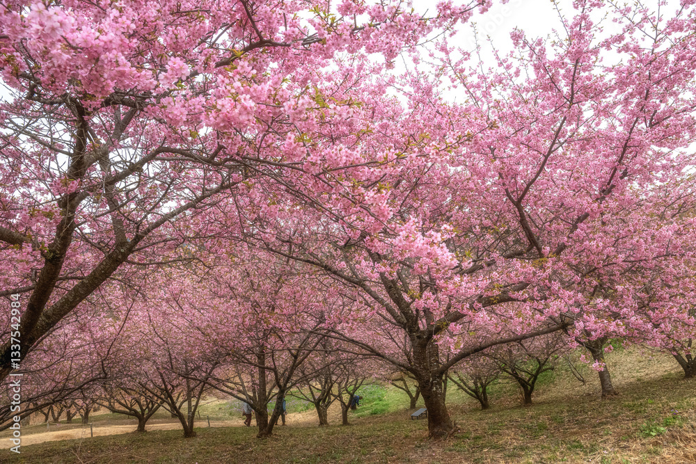 茨城県石岡市 フラワーパークを飾る満開の河津桜
茨城県石岡市 フラワーパークを飾る満開の河津桜