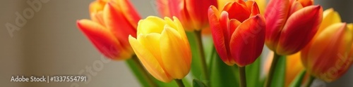 Close-up view of red and yellow tulip bouquet , red, bouquet, image