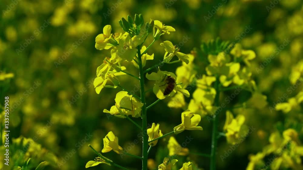 Close-Up of Canola Flowers with Bees Pollinating in the Sunlight Close-Up of Canola Flowers with Bees Pollinating in the Sunlight