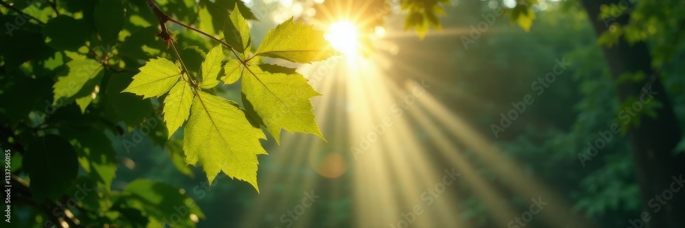 Obraz premium Sunbeams cut through thick leaves, creating dramatic light and shadow patterns, trees, beams