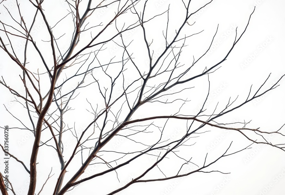 Fototapeta premium Bare, intertwined branches against a pure white backdrop, organic, abstract