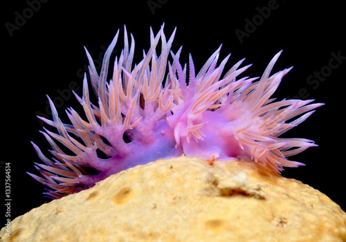 Two nudibranch Flabellina affines on a yellow sea sponge