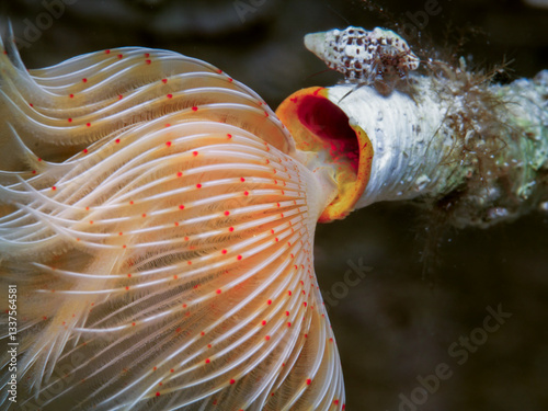 Close up of a tube worm