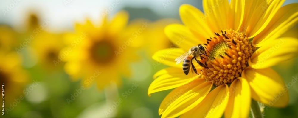 Fototapeta premium Macro shot of bees collecting nectar from blooming sunflowers on a sunny day in a field, nectar, vibrant