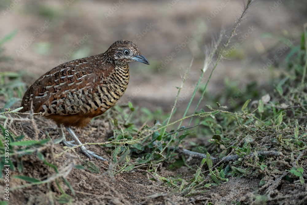 Buttonquail on the ground animal portrait.
Buttonquail on the ground animal portrait.