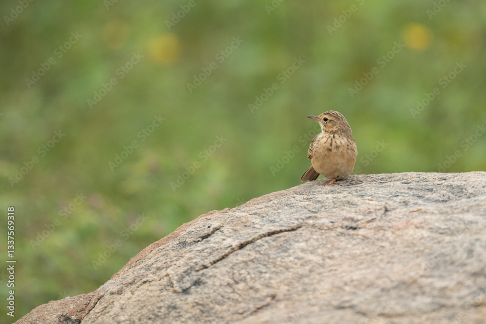Paddyfield pipit on the rock Paddyfield pipit on the rock