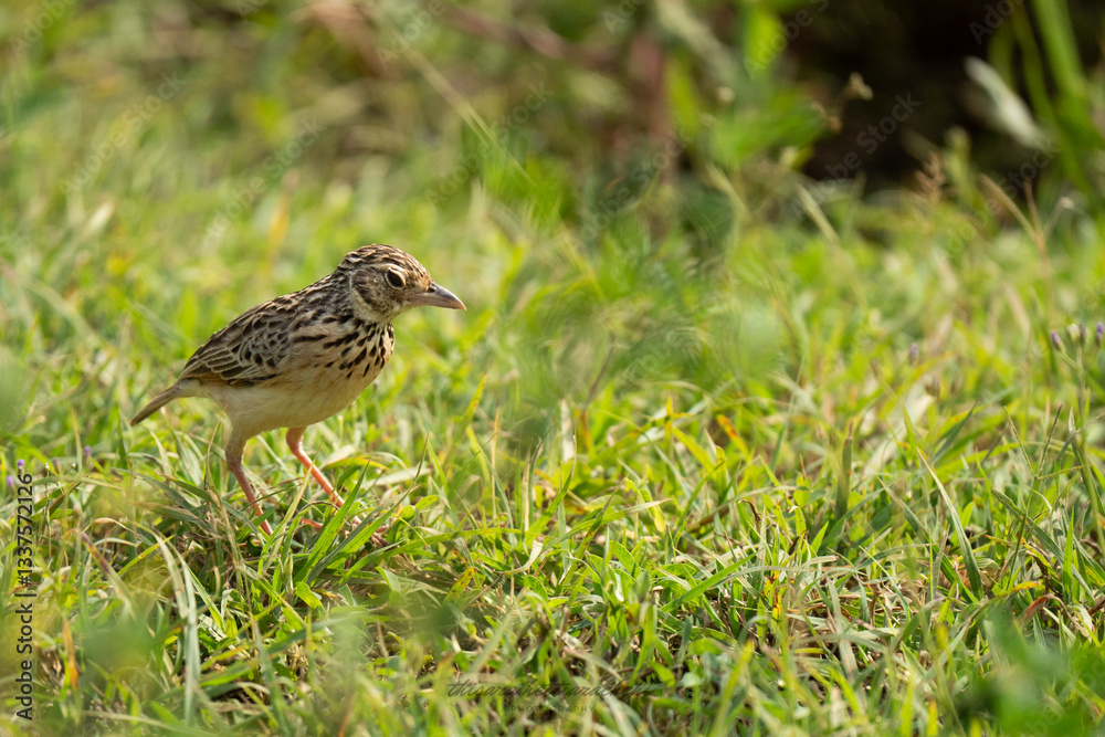 Fototapeta premium Singing bush lark bird in grassland with green background