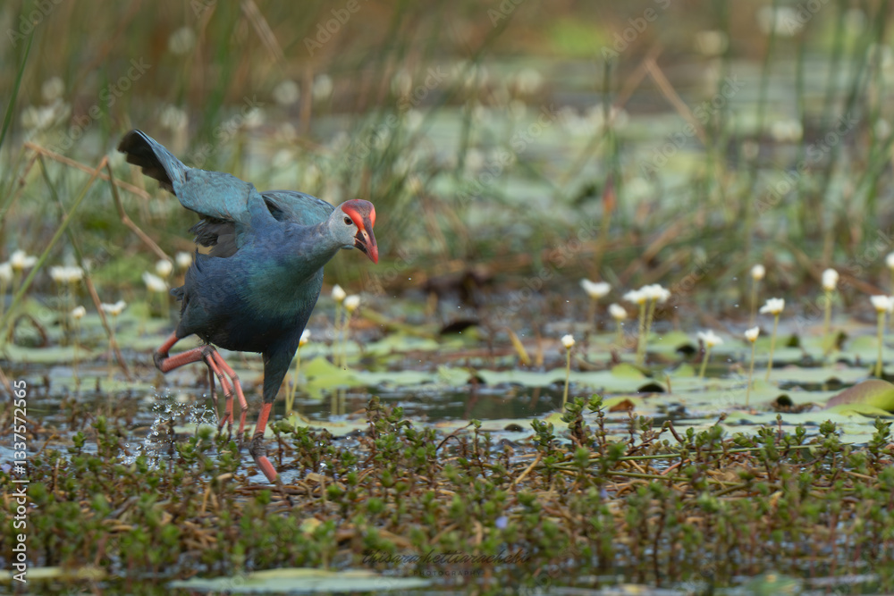 Obraz premium Gray-headed Swamphen searching for insects in its natural habitat 