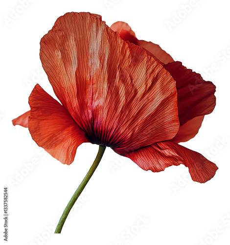 Single red poppy flower isolated on transparent background, elegant botanical detail