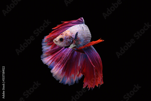 halfmoon betta fish on black background