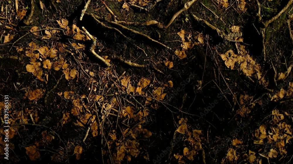 earth road in the forest. roots pine branch leaves. eco trail an autumn park in bright sunny day background spruce eco-trail cinematic earth road in the forest. roots pine branch leaves. eco trail an autumn park in bright sunny day background spruce eco-trail cinematic