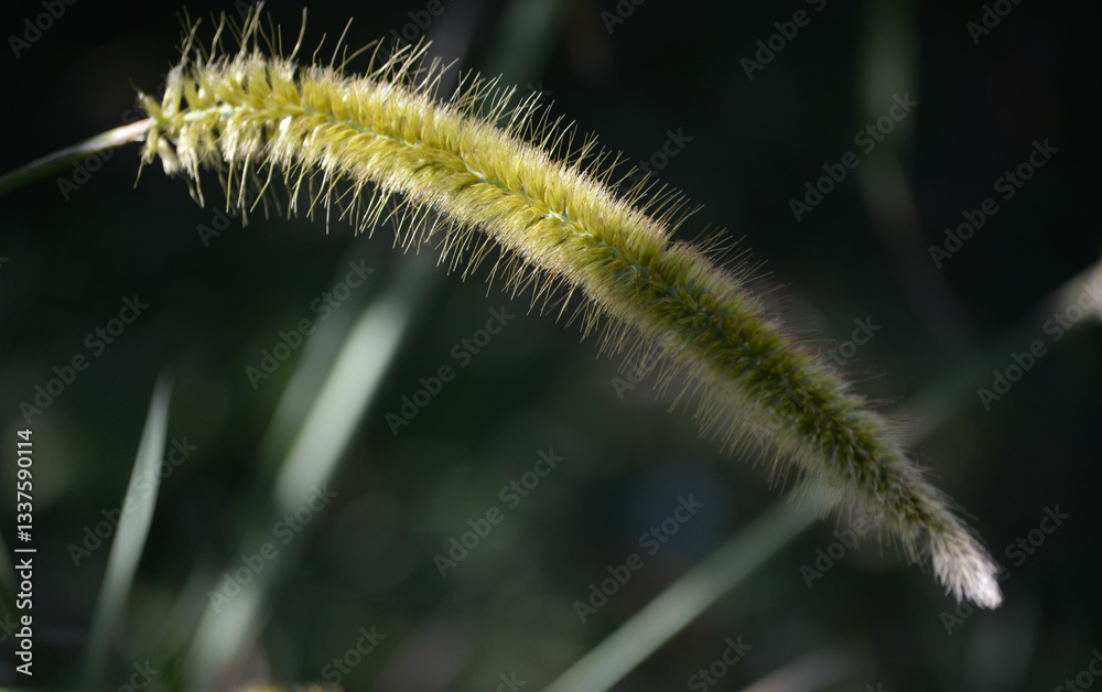 Close-up shot of a fox tail grass (Setaria verticillata) with natural light, featuring soft background blur. The focus highlights the texture and details of the grass. Close-up shot of a fox tail grass (Setaria verticillata) with natural light, featuring soft background blur. The focus highlights the texture and details of the grass.