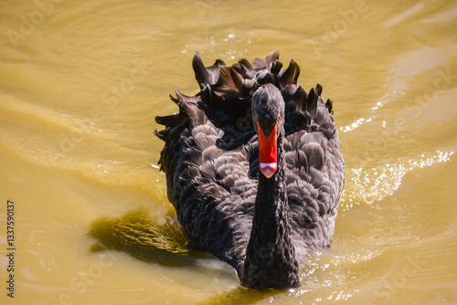 Fototapeta Naklejka Na Ścianę i Meble -  Black swans closeup swimming green lake.