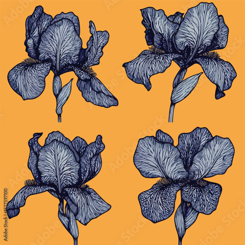 Blue Iris Flower Illustrations Set of Four