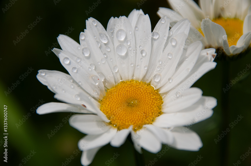 Fototapeta premium Vivid close-up of white and yellow Oxeye Daisy wildflowers blooming with water on the petals. Capturing the essence of nature's simplicity and botanical beauty.