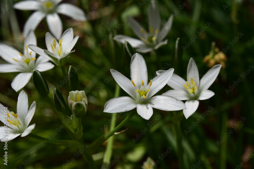 Obraz premium 上向きに咲くオーニソガラム