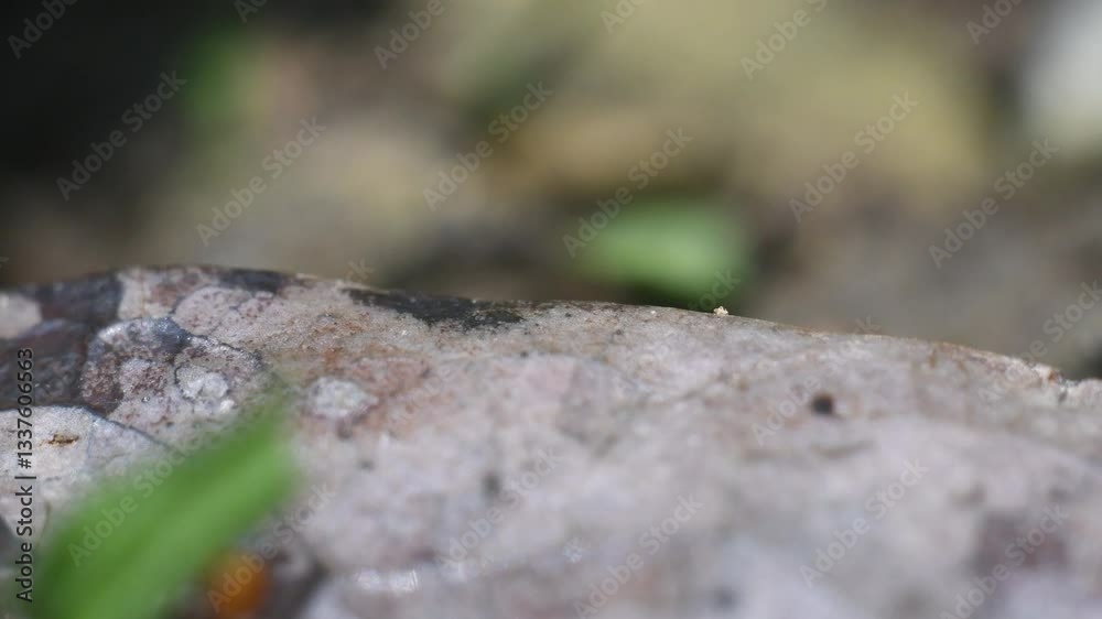 Macro View of Leafcutter Ants Carrying Leaves to Their Nest in a Natural Habitat. High quality 4k footage Macro View of Leafcutter Ants Carrying Leaves to Their Nest in a Natural Habitat. High quality 4k footage