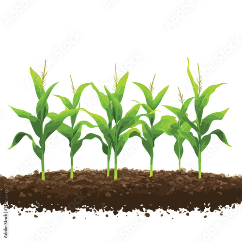 Vibrant Springtime Corn Field with Fresh Green Sprouts Image