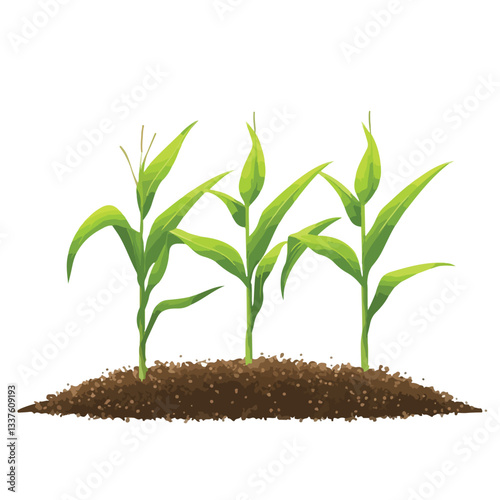 Vibrant Springtime Corn Field with Fresh Green Sprouts Image