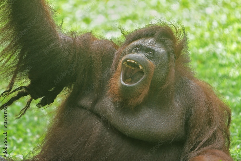 Obraz premium a bornean orangutan sits with its mouth open