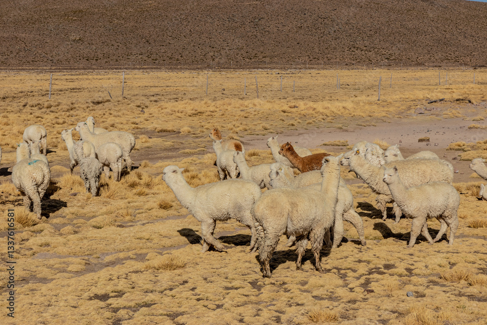 Fototapeta premium Alpacas (Lama pacos) in Reserva nacional de Salinas y Aguada Blanca, Peru