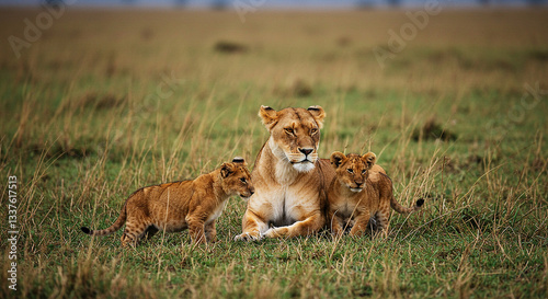 Lioness & Cubs Unwind: Serene Moments in the Wilderness