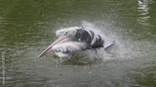 Pelican swimming in the water while flapping its wings