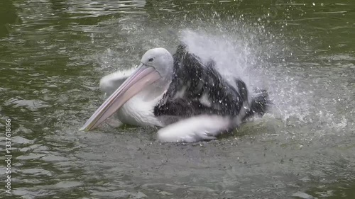 Pelican swimming in the water while flapping its wings