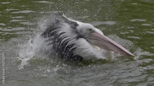 Pelican swimming in the water while flapping its wings