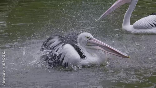 Pelican swimming in the water while flapping its wings