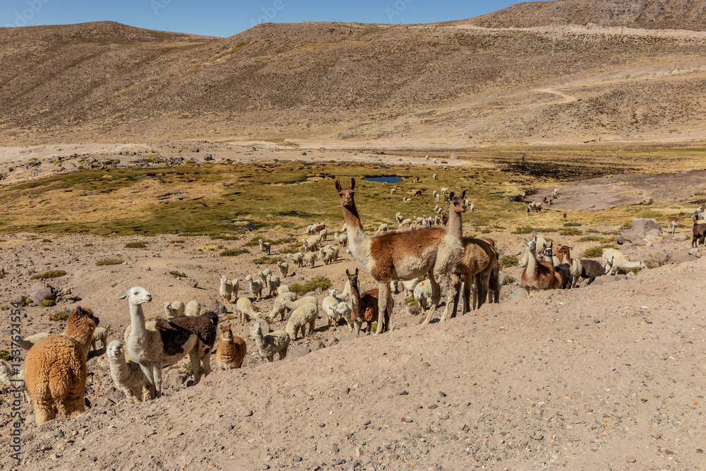 Fototapeta premium Alpaca (Lama pacos) and llama (Lama glama) herds in Reserva nacional de Salinas y Aguada Blanca, Peru