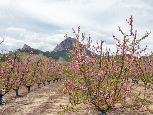 Blooming Gardens. Cieza. Murcia. Spain