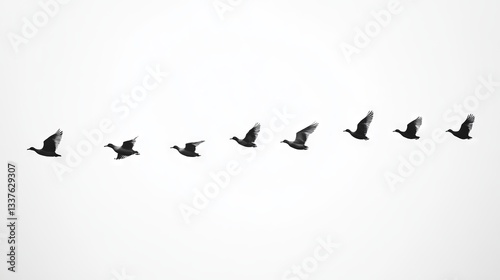 On the white sky, a group of birds are flying in a line.