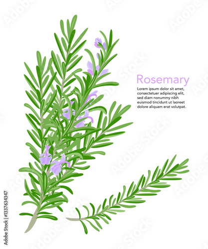 Fresh rosemary branch and flowers isolated on white background