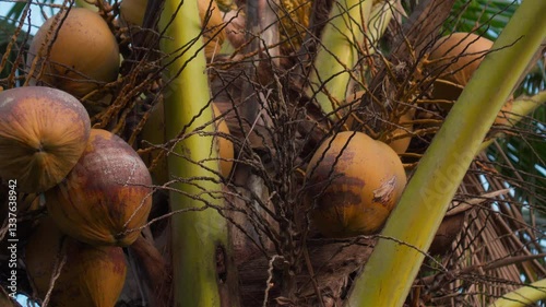 Many coconut fruits grow on a coconut palm tree with green leaves in a tropical forest