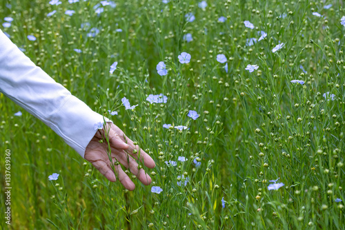 Flax seed plant in the countryside that harvest for linen in textile business and food ingredient in healthy diet supplementary concept