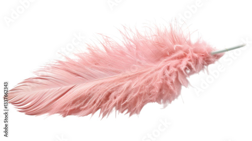 pink feather isolated on white