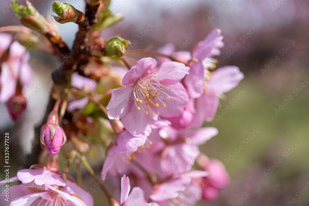 Obraz premium 河津桜