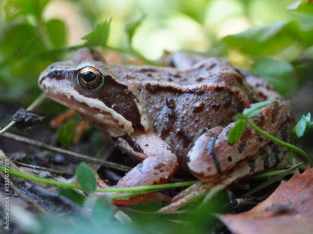 Obraz premium A frog