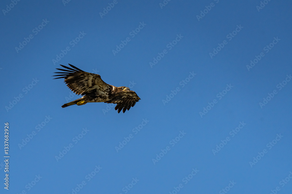 Obraz premium bald eagle in flight