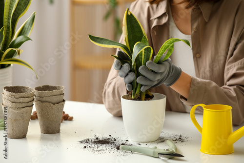Woman transplanting Sansevi...