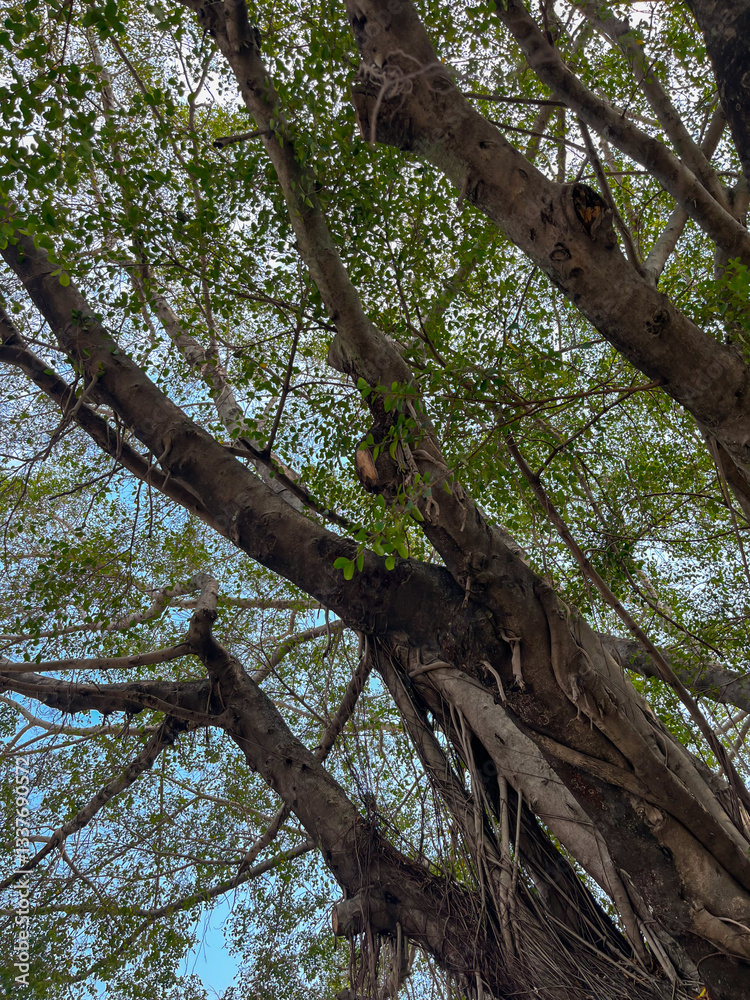 Fototapeta premium Branches, stems and leaves of a large banyan tree taken with a mobile phone.