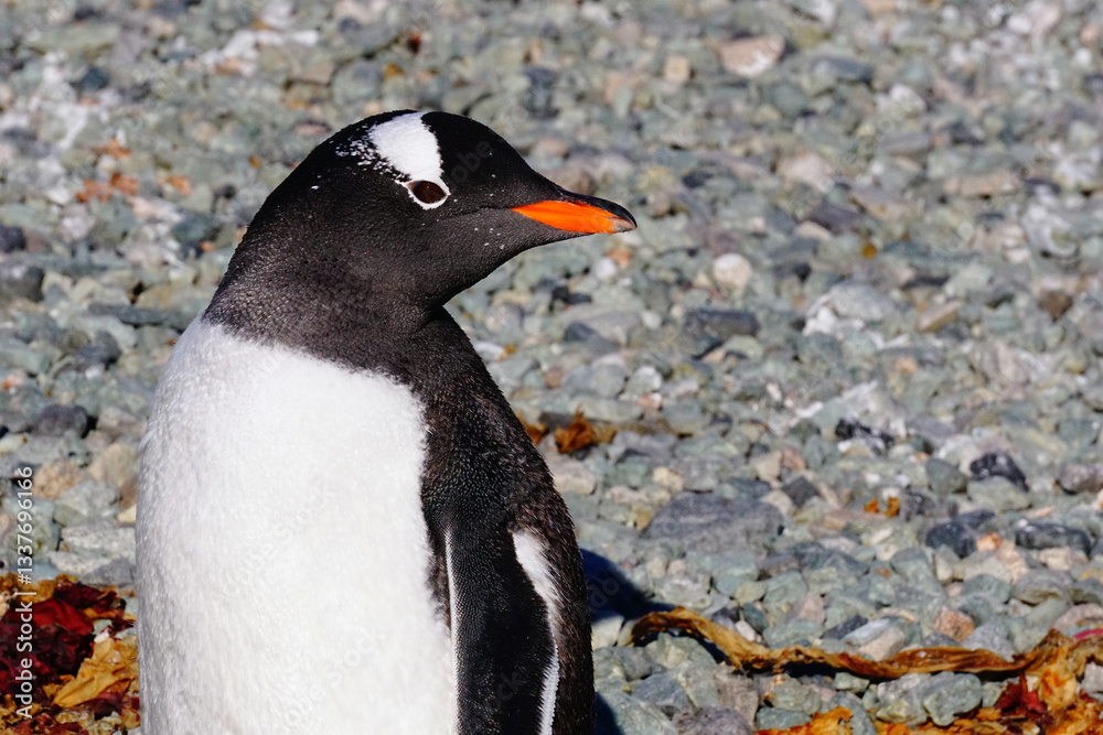 Obraz premium Gentoo Penguin, Danco Island, Antarctica