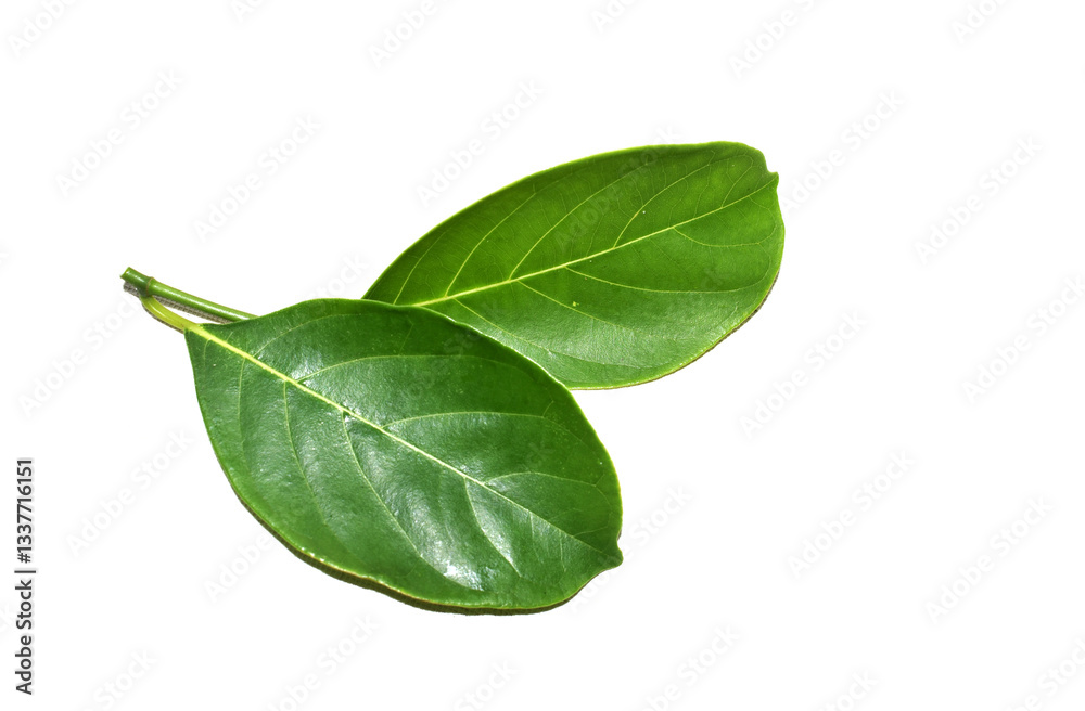 Jackfruit leaves Jackfruit leaves