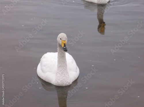 Fototapeta Naklejka Na Ścianę i Meble -  白鳥