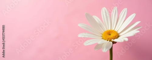 Dying daisy on soft pink background, gentle pastel colors, delicate flower, fading beauty, aging, fragility, dying, aging, fragility
