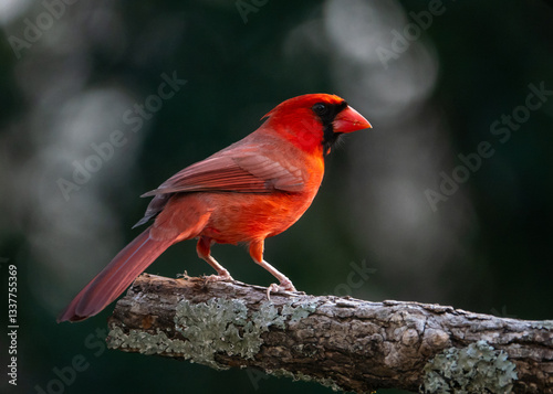 Photography Male Northern Cardinal in Isolation with Dark Background