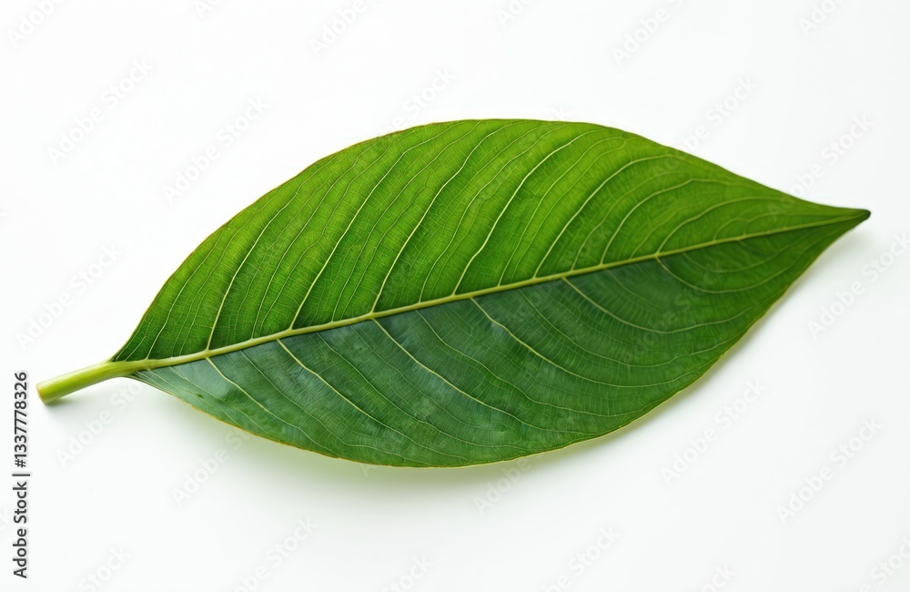 Fototapeta premium Close-up of single green leaf with prominent veins, smooth texture on white background. Fresh vivid foliage details, vibrant color, eco natural theme, organic plant life.